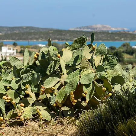 Divers Cycladic House Paros *
